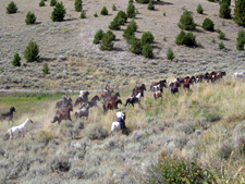 USA-Idaho-Medicine Lodge Horse Drive